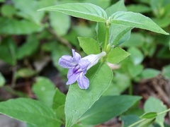Strobilanthes dalzielii