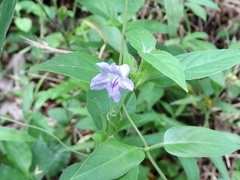 Strobilanthes dalzielii