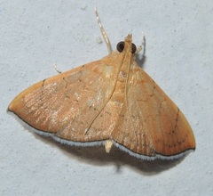 Hyalobathra opheltesalis