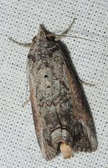 Hypocala deflorata