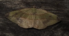 Hypochrosis hyadaria