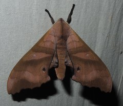 Marumba nympha