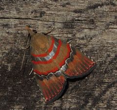 Nolasena ferrifervens