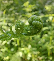 Pteridium pinetorum