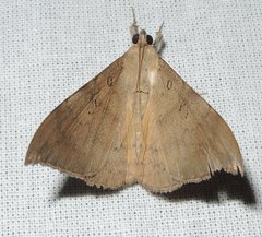 Oxyodes scrobiculata