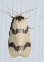 Padenia transversa