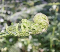 Pteridium pinetorum