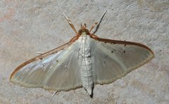 Palpita warrenalis