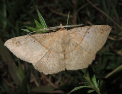 Petelia medardaria