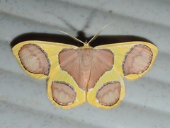 Plutodes pseudocyclaria
