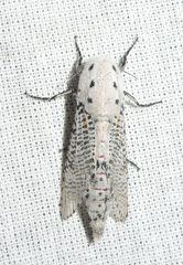 Polyphagozerra coffeae