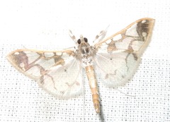 Polythlipta divaricata