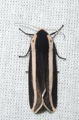 Rajendra perrottetii