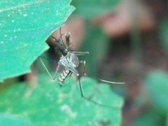 Armigeres subalbatus