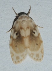 Schistophleps bipuncta