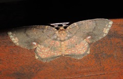 Yashmakia conflagrata