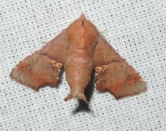 Targallodes vittalba