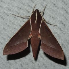 Theretra pallicosta