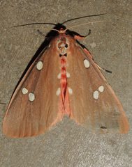 Tinolius eburneigutta