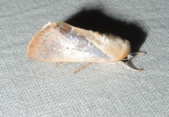 Westermannia superba