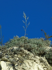 Artemisia hololeuca