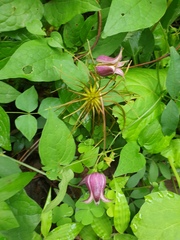 Clematis fusca violacea