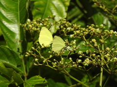 Gandaca harina distanti