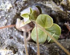 Oxalis truncatula