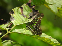 Graphium agamemnon agamemnon