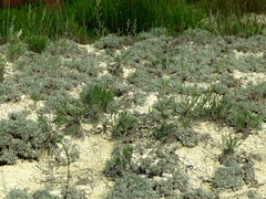 Artemisia hololeuca