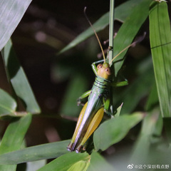 Hieroglyphus tonkinensis