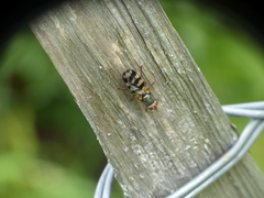 Ceroxys urticae