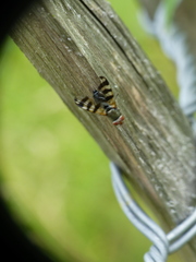 Ceroxys urticae