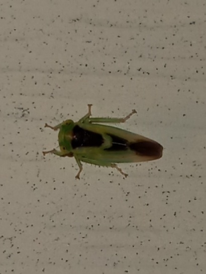 Populicerus lunaris