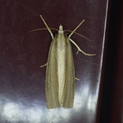 Epina alleni