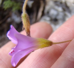 Oxalis truncatula
