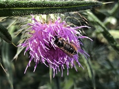 Megachile