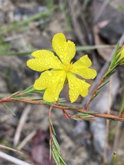 Hibbertia cistiflora