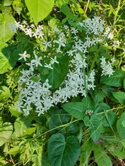 Clematis terniflora mandshurica