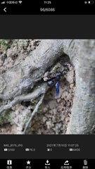 Orancistrocerus aterrimus erythropus