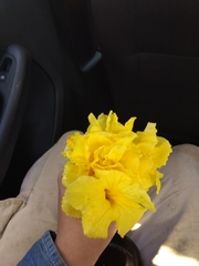 Handroanthus chrysanthus