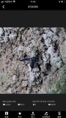 Orancistrocerus aterrimus erythropus