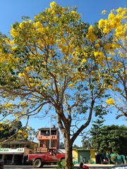 Handroanthus chrysanthus