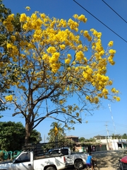 Handroanthus chrysanthus