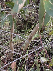 Eucalyptus luehmanniana