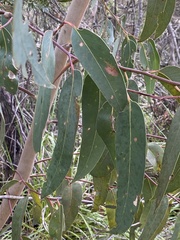 Eucalyptus luehmanniana