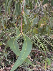 Eucalyptus luehmanniana
