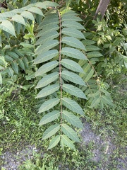 Ailanthus altissima