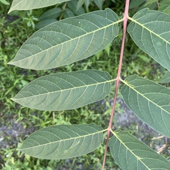 Ailanthus altissima