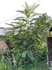 Ailanthus altissima